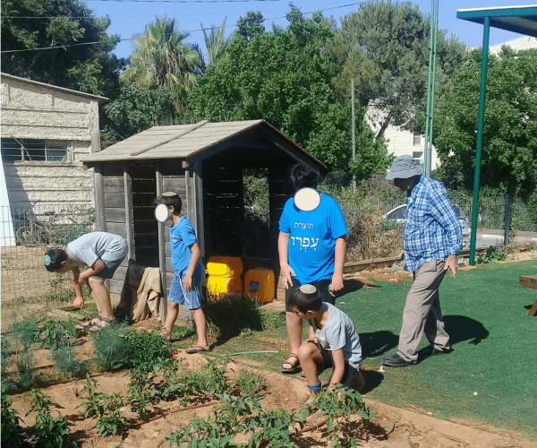 גינה קהילתית בעפרה בניצוחו של רפי קדמון